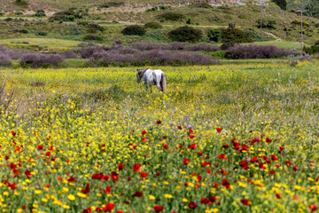 Horse (Equus Cabalus Skyriano) grazing on a spring meadow on a sunny day