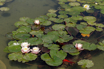 White, water lilies grow in a pond close-up