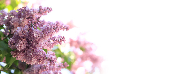 Lilac blossom on a sunny day in the park. Lilac bush in full bloom. Beautiful bright lilac flowers,...