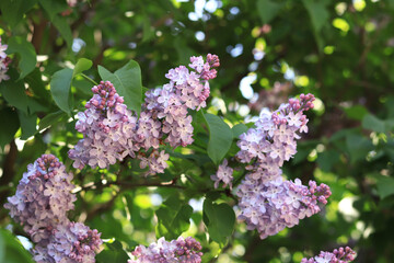 Lilac flowers, close-up, inflorescence. Lilac blossom on a sunny day in the park. Lilac bush in full bloom. Beautiful lilac flowers, spring natural background
