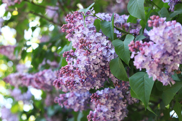 Lilac flowers, close-up, inflorescence. Lilac blossom on a sunny day in the park. Lilac bush in full bloom. Beautiful lilac flowers, spring natural background