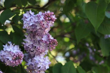 Lilac flowers, close-up, inflorescence. Lilac blossom on a sunny day in the park. Lilac bush in full bloom. Beautiful lilac flowers, spring natural background