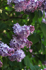 Lilac flowers, close-up, inflorescence. Lilac blossom on a sunny day in the park. Lilac bush in full bloom. Beautiful lilac flowers, spring natural background