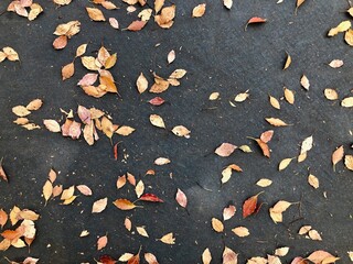 道路の上の落ち葉