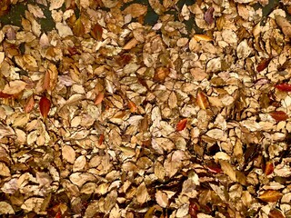 積もった色とりどりの落ち葉