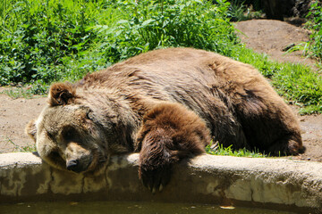 brown bear portrait