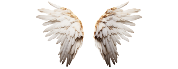 angel wings on transparent background
