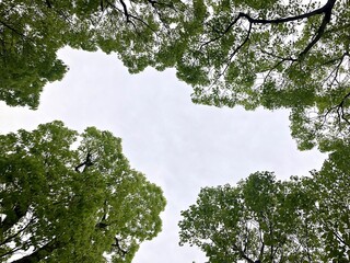 木々の間から見える空