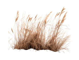 Fototapeta premium Dry tall grass against a transparent background. Generative AI