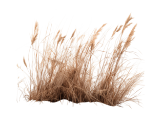 Dry tall grass against a transparent background. Generative AI