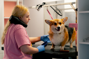 in a grooming salon a red corgi washed shakes after a bath the groomer dries it with a hairdryer...