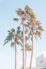 Palm trees with blue sky, light, pale, retro color effect. Idillic, happy image for decoration.