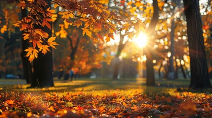 Autumn season, yellow trees with sun shining among trees
