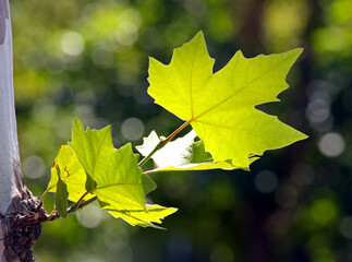 Sycamore leaves on an autumn day.