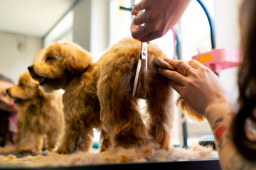 A small white and black dog is washed in a grooming salon and the groomer trims its butt