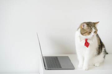 business concept with tabby scottish cat costume with necktie during use laptop and sit on white table