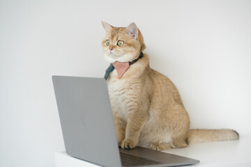 business concept with gold brittish cat costume with necktie and use laptop