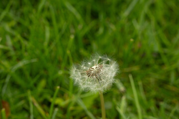 pollenflug polle löwenzahn blume natur pollen