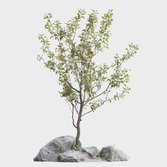 Prunus serrulata tree isolated on a white background