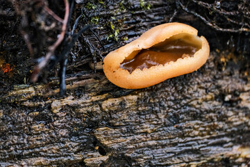 Peziza varia - a wild fungus growing on the deciduous rotting trees of Europe