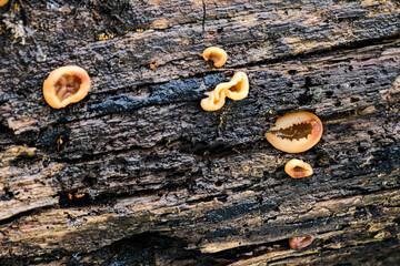 Peziza varia - a wild fungus growing on the deciduous rotting trees of Europe