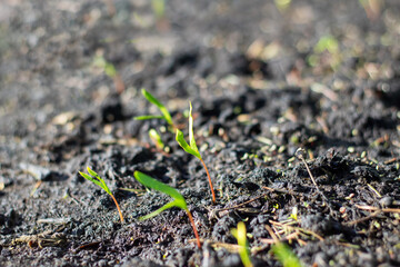 Close up of a small terrestrial plant emerging from the ground