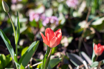 Closeup of a red tulip, a flowering plant in a garden