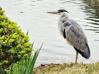 Grey heron on the lake shore.
