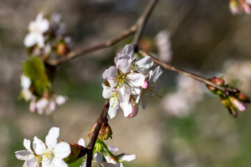 Obraz premium Closeup of cherry blossom petals on a twig in full bloom