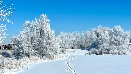 a snow covered field with some trees and a trail going down it