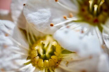 a close up of a white flower on a stalk with yellow pollen