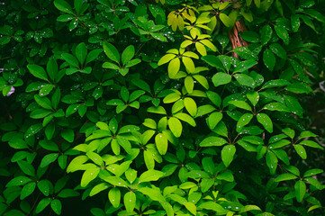 梅雨時の緑の葉に残る雨粒