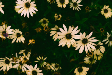 暗闇を照らす白いデイジーの花々