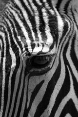 Fototapeta na wymiar zebra eye detail