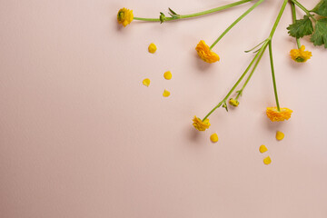 Yellow ranunculus flowers on a beige background. Flat lay, top view, copy space.