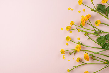 Yellow buttercup flowers on pastel background. Nature concept. Top view. Flat lay. Copy space.