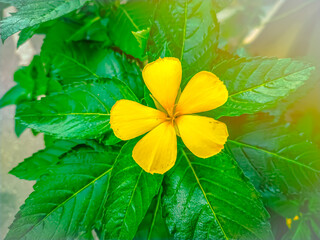 background with flowers, Close-up photo of yellow flowers.