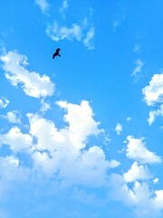 A bird flying in cloudy blue sky