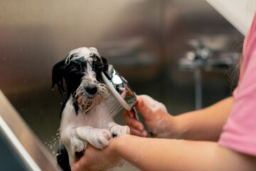 close up in grooming salon a small wight-black dog a groomer washes a dog in a metal bathtub...