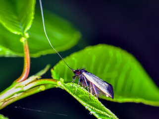 Adela reaumurella or greenish Longmouth sits on a green leaf. Macro photo of a butterfly