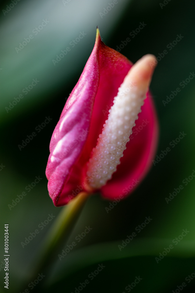 Poster Macro of flora and fauna. Dutch Caribbean.