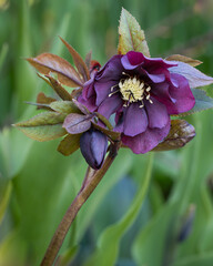 Hellebores Double Ellen Purple bloom in late winter and early spring. Christmas Rose is one of the...