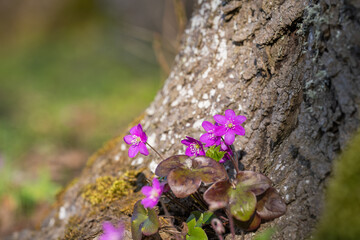 Pink Anemone hepatica (Hepatica nobilis) common hepatica, liverleaf, liverwort, kidneywort, pennywort on a sunny day. Old Manor Park. Wallpaper. Selective focus.