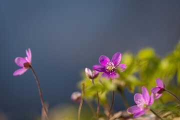 Pink Anemone hepatica (Hepatica nobilis) common hepatica, liverleaf, liverwort, kidneywort,...