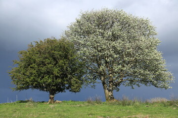 Hawthorn tree and Whitebeam tree side by side with branches intertwined in field on farmland in...