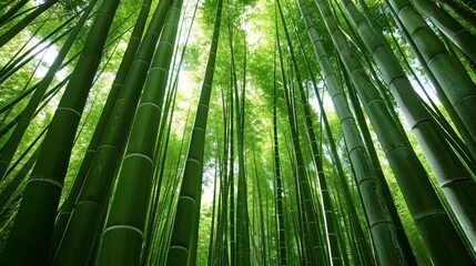 A bamboo forest where if you stand still, you can hear the bamboo stalks growing with soft pops.