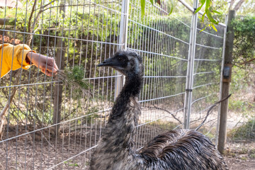An emu behind a metal barrier fence is attracted by a zoo visitor trying to feed it with leaves. Concept of wildlife interaction, animal encounter experiences, tourists behaviours and tourism