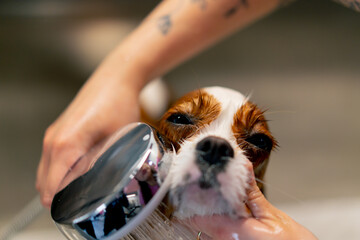 close up in grooming salon a small king spaniel dog a groomer washes a dog in a metal bathtub...