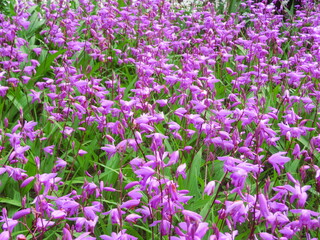 Obraz premium シランの花畑