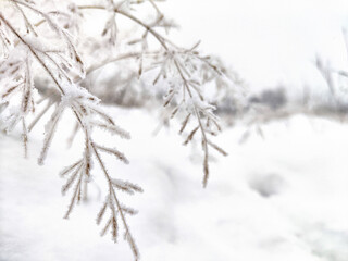 Winter Wonderland With Frost-Covered Grass and Snowy Backdrop. Frost clings to grass on a snowy field